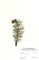 藏品(杉木)的圖片